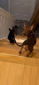 My doggies