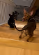 My doggies
