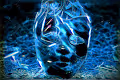 Facets for the world