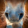 Wild horses running freely in nature
