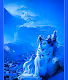 Diamond Husky Royals