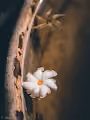 microNature