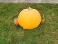 Giant Pumpkin