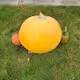 Giant Pumpkin