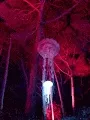 Illuminated nature