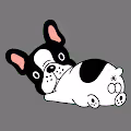 French Balldogs