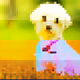 Pixel-Dada