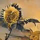 Sunflower dream collection