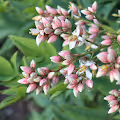 Hidden Flowerbuds