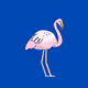 sad flamingo