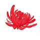 MAcci Flower Collection
