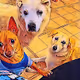 LOVE FOR STREET ANIMALS