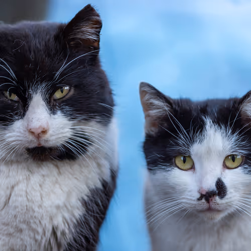 Photography of street cats