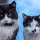 Photography of street cats
