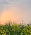 A Vision Of Beauty V2