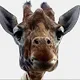 Sneaky Giraffes Gang