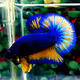 BETTA COLOR