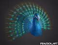 Peacock_nft