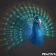 Peacock_nft