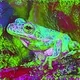 Trippy Green Frogs