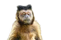 Real Apes not Kidding