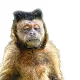Real Apes not Kidding