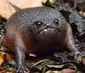Grumpy Defi Frogs