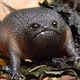 Grumpy Defi Frogs