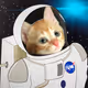 FrankTheLittleTank