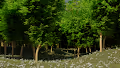 Forest groups collection