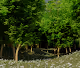 Forest groups collection