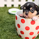 a cup of puppy