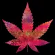 MAGIC GANJA