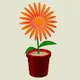 Rainbow Daisy - Standard Series