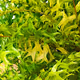 TinyNature