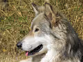 wolfmasavaky