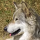wolfmasavaky