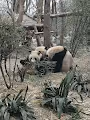 animal of world