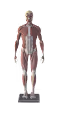 3D clones under construction