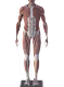 3D clones under construction