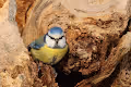 Birds On My Way