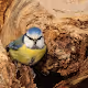 Birds On My Way