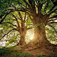 ResurgenceTree - old