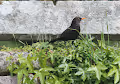 European birds