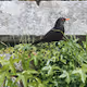 European birds
