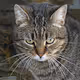 cat fluffy
