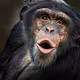 Apes For Change