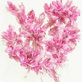 100 Days Drawing Flowers