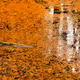 Joy of Nature