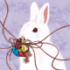 Find your rabbit_Special NFT.pol
